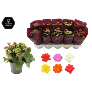 Kalanchoë 12 cm 4 color mix in Couture Diamond Line Purple sleeve