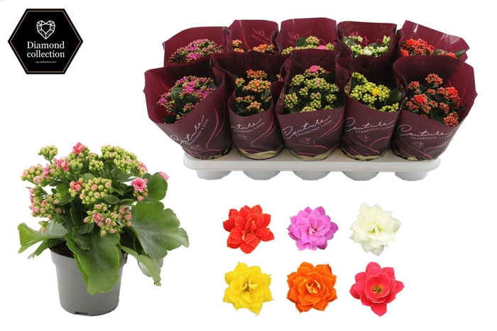 <h4>Kalanchoë 12 cm 5 color mix in Couture Diamond Line Purple sleeve</h4>