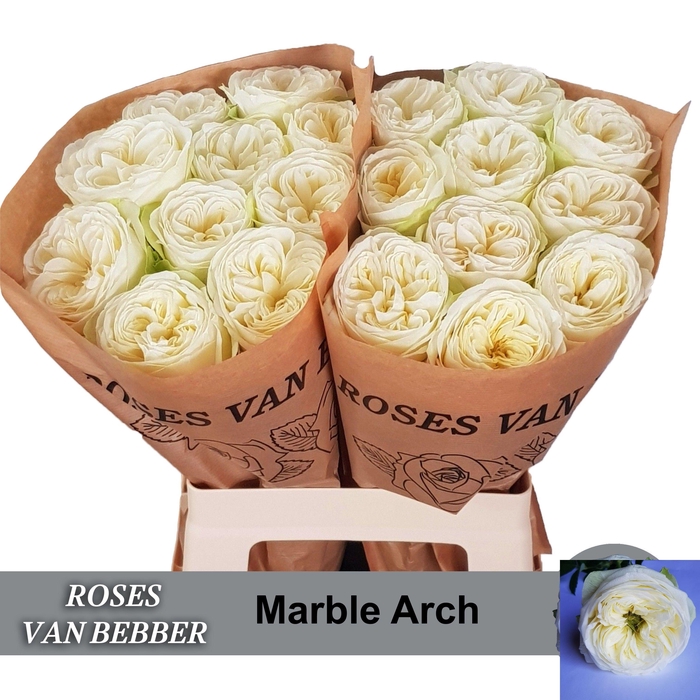 <h4>R GR MARBLE ARCH</h4>