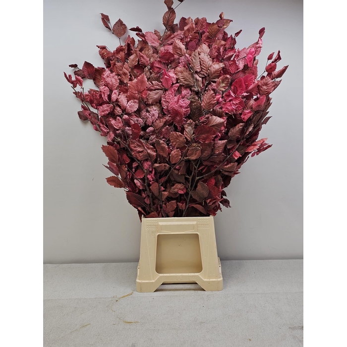 <h4>GESTABILISEERD BEUK CERISE</h4>
