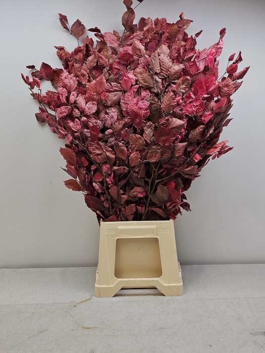 GESTABILISEERD BEUK CERISE