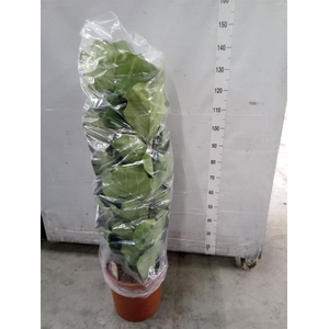 Ficus lyrata