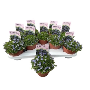 VASTE PLANTEN OV