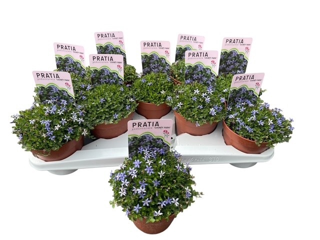 <h4>PRAT ANGULATA</h4>