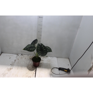 ALOCASIA DRAGON SCALE P12