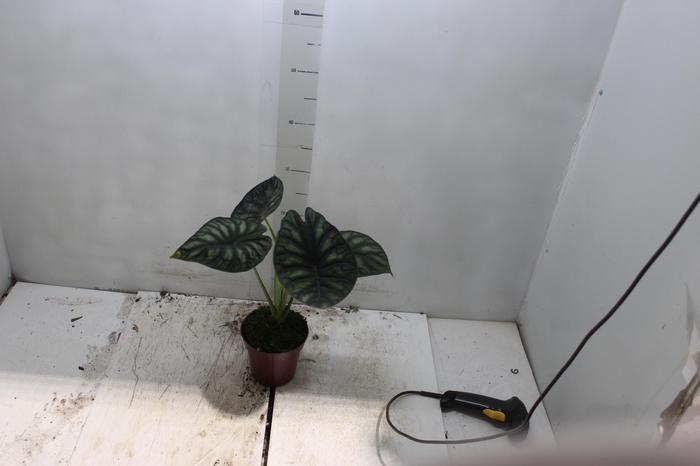 <h4>ALOCASIA DRAGON SCALE P12</h4>