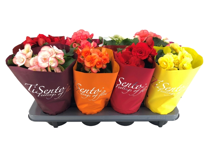 <h4>BEG HL VOLC GEM</h4>