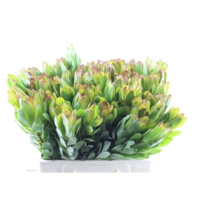 Leucad Saf Goldstrik