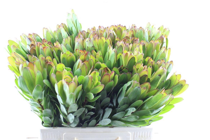 <h4>Leucad Saf Goldstrik</h4>