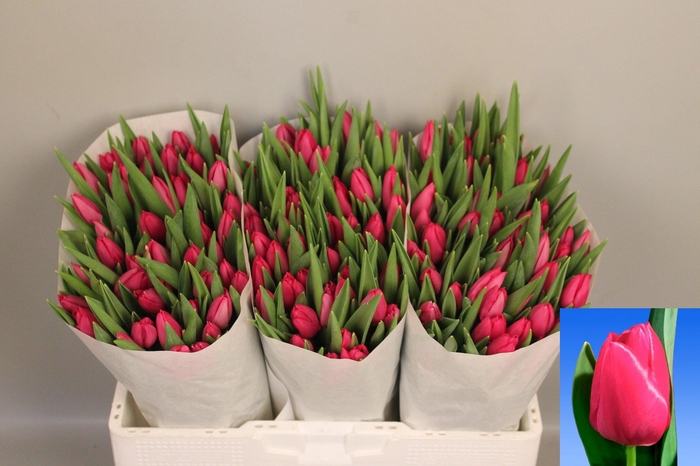 <h4>TU EN PINK ARDOUR</h4>