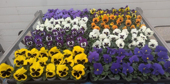 <h4>VIO WI DELTA GEM</h4>