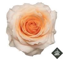 <h4>R GR FELICITY</h4>