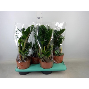Zamioculcas zamiifolia 'Zenzi'