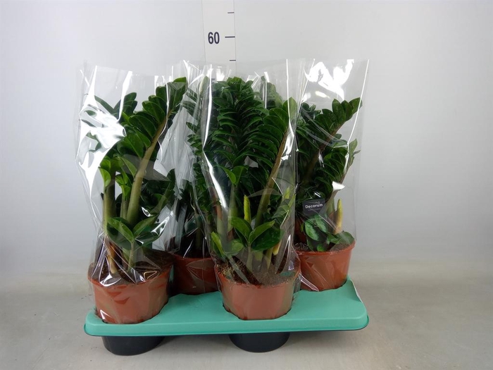 <h4>Zamioculcas zamiifolia 'Zenzi'</h4>