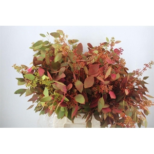 Euca Populus Berry 200gr De Luxe P Bunch