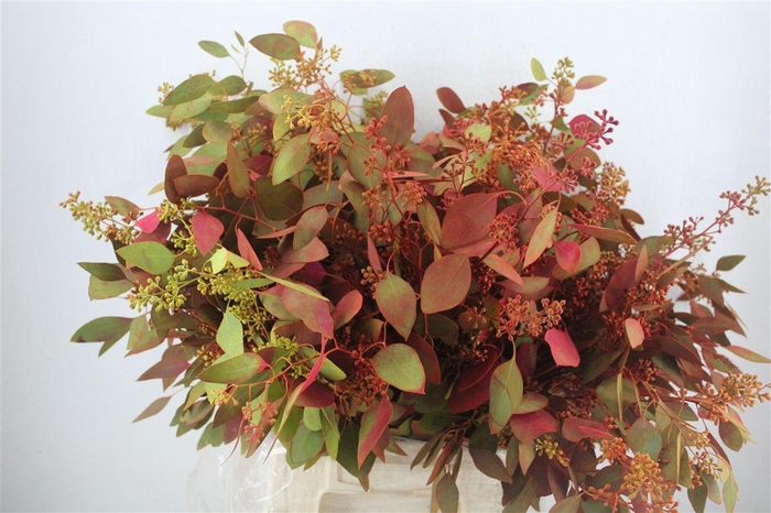 <h4>Euca Populus Berry 200gr De Luxe P Bunch</h4>