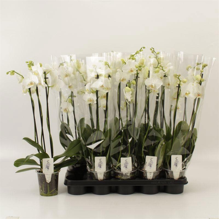 <h4>PHAL OV WIT</h4>