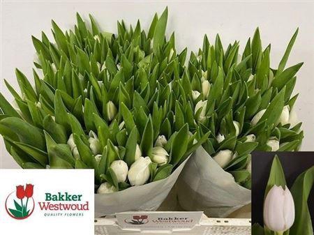 <h4>Tu En Royal Virgin</h4>