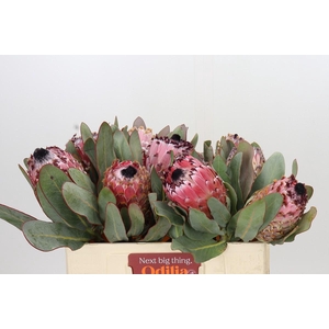 Protea Barbigera Air