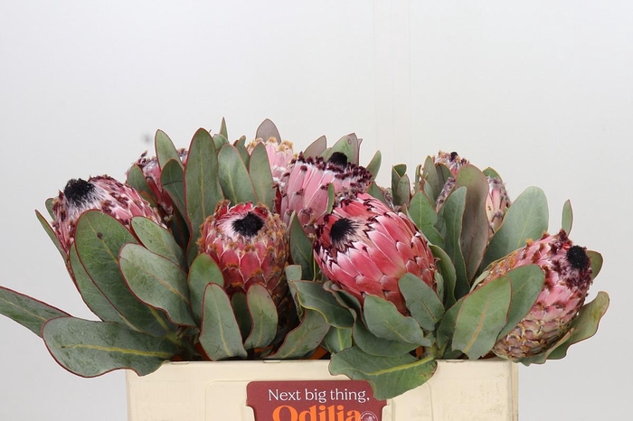 <h4>Protea Barbigera Air</h4>