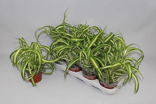 <h4>Chlorophytum com. 'Bonnie'</h4>