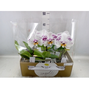 Phalaenopsis   ...