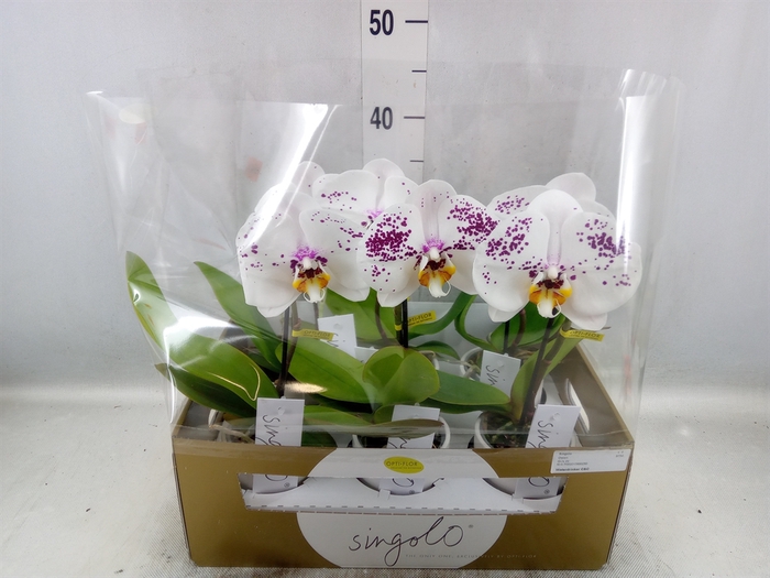 <h4>Phalaenopsis   ...</h4>