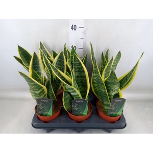Sansevieria trifa. 'Futura Superba'