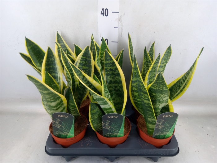 <h4>Sansevieria trifa. 'Futura Superba'</h4>