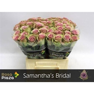 R Gr Samantha Bridal
