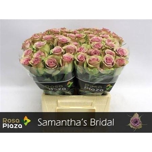 R Gr Samantha Bridal