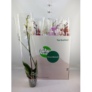 Phalaenopsis   ...mix