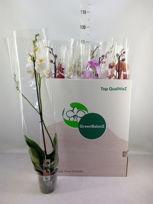 <h4>Phalaenopsis   ...mix</h4>