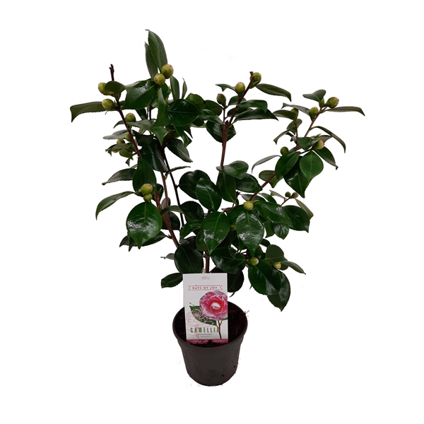 Camellia japonica 'Bonomiana' 15 cm | 20+ knop