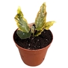 Begonia Dainty Spray Sport variegated