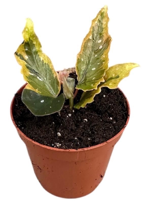 Begonia Dainty Spray Sport variegated