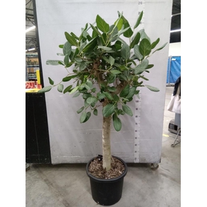 Ficus benghalensis 'Audrey'
