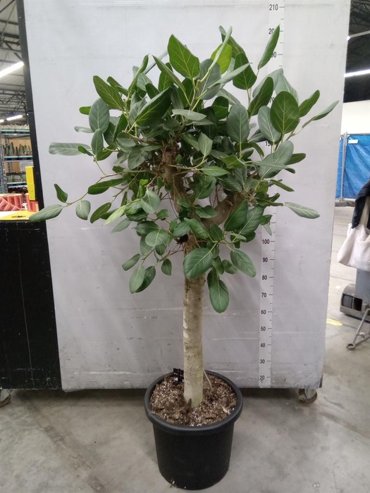 <h4>Ficus benghalensis 'Audrey'</h4>