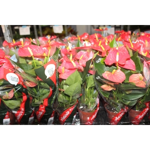 ANTHURIUM ESUDO P12
