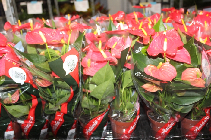 <h4>ANTHURIUM ESUDO P12</h4>