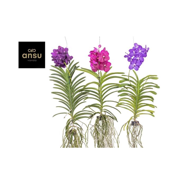 <h4>Vanda Mix XXL - Colour Mix</h4>