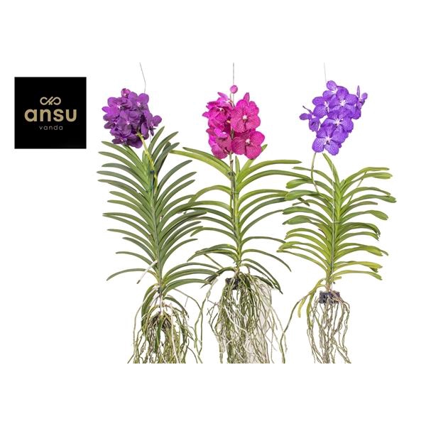 <h4>Vanda hybriden</h4>