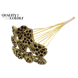 Lotus 5-7cm on stem Metallic Yellow