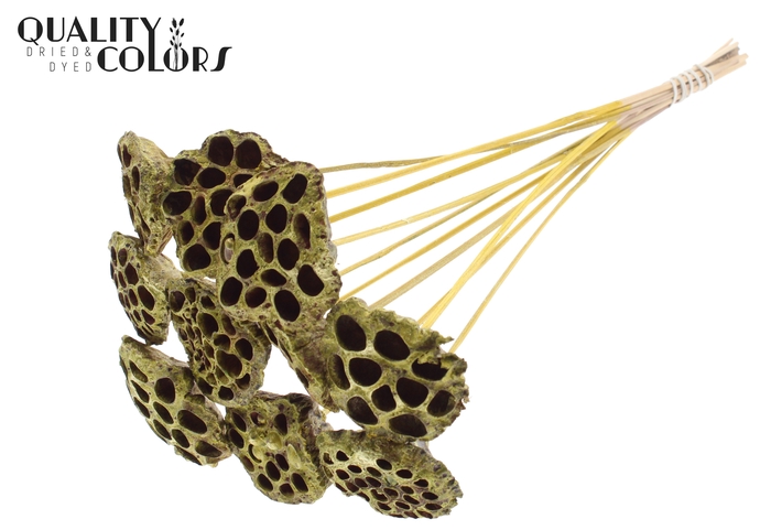 <h4>Lotus 5-7cm on stem Metallic Yellow</h4>