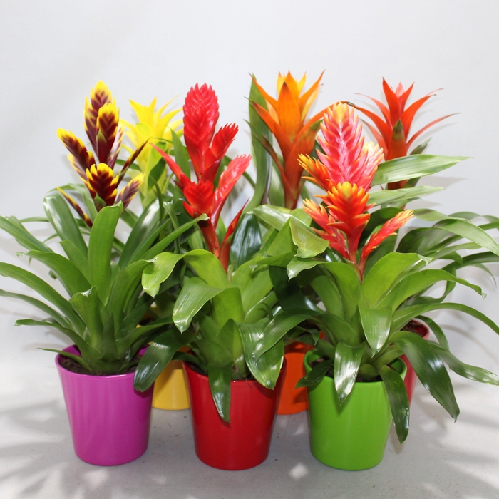<h4>Bromelia Gemengd Coco (Met Hoes)</h4>