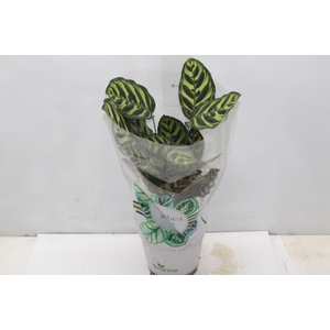 CALATHEA MAKOYAMA P17