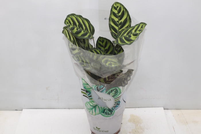 <h4>CALATHEA MAKOYAMA P17</h4>