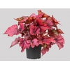 BEGONIA BELEAFS RUBY STAR P15