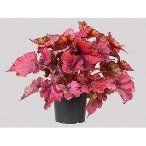 BEGONIA BELEAFS RUBY STAR P15