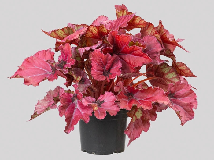BEGONIA BELEAFS RUBY STAR P15
